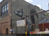 Squirrel in Williamsburgh