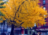 Yellow tree